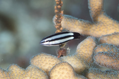 Labropsis australis