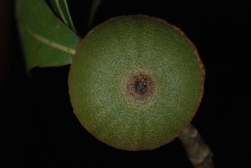 Quercus hemisphaerica, photograph 6