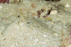 Fusigobius aureus