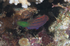 Pseudocheilinus hexataenia