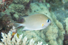 Pycnochromis amboinensis