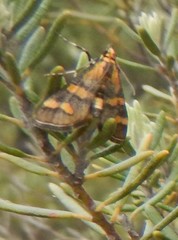 Metallarcha diplochrysa
