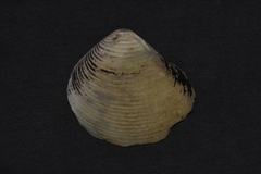 Eucrassatella cumingii