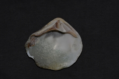 Eucrassatella cumingii