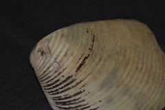 Eucrassatella cumingii