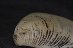 Eucrassatella cumingii