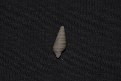 Pulsarella cognata