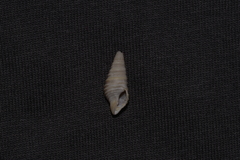 Pulsarella cognata