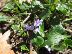 Viola sieberiana