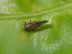 Diaphorina citri
