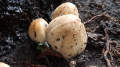 Coprinellus micaceus