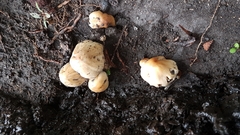 Coprinellus micaceus