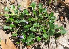 Viola sieberiana