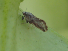 Diaphorina citri