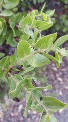 Arctostaphylos purissima