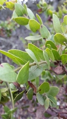 Arctostaphylos purissima
