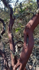 Arctostaphylos purissima