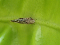 Diaphorina citri