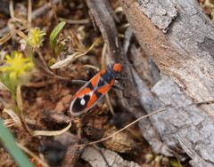 Melanerythrus mactans