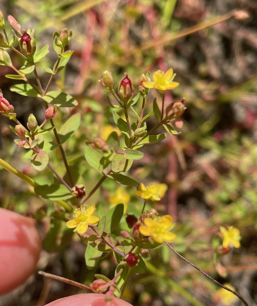 Northern St. Johnswort (Hypericum boreale)