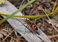 Melanerythrus mactans
