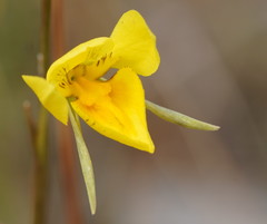 Diuris behrii