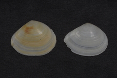 Macomona deltoidalis