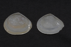 Macomona deltoidalis