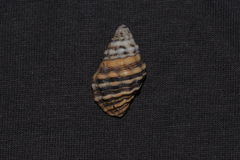 Cronia aurantiaca
