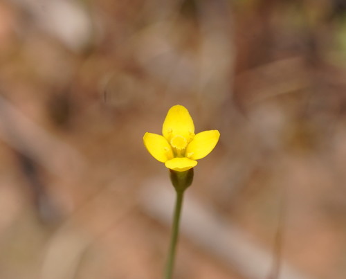 Yellow centaury