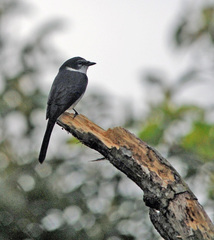 Pericrocotus tegimae