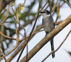 Pericrocotus tegimae