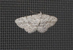 Psilosticha absorpta