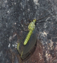 Plesiochrysa ramburi