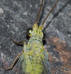 Plesiochrysa ramburi