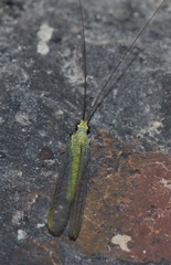 Plesiochrysa ramburi