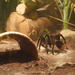 Bolivian Blueleg Tarantula - Photo (c) Jon Sullivan, some rights reserved (CC BY), uploaded by Jon Sullivan