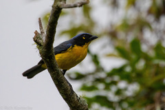 Anisognathus melanogenys