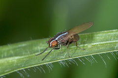Poecilohetaerus aquilus