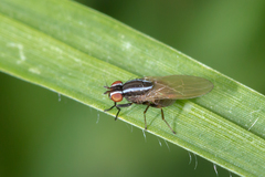 Poecilohetaerus aquilus