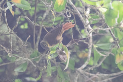 Anabacerthia striaticollis
