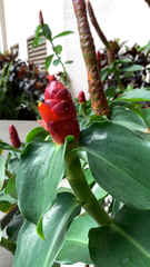 Costus woodsonii