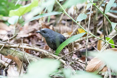 Scytalopus sanctaemartae