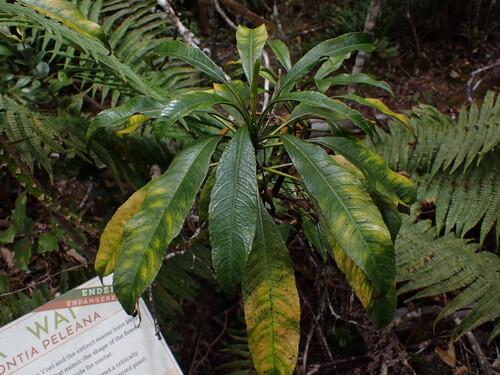 Clermontia peleana observed 2025-07-26