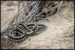 Thamnophis sirtalis annectens
