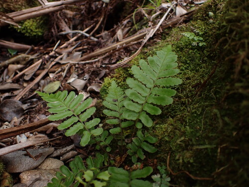 Polypodium pellucidum observed 2025-07-26