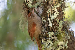 Cranioleuca hellmayri