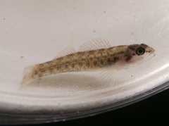 Etheostoma camurum