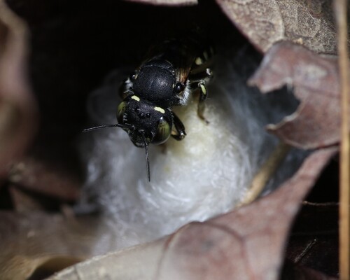 Spot-fronted Wool-carder Bee photographed in Tennessee