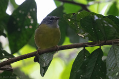 Myiothlypis conspicillata